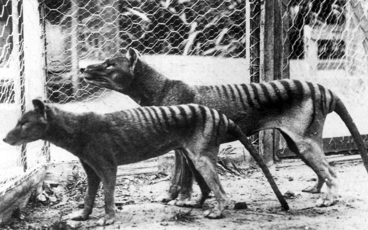 The Last Known Photographs of the Now Extinct Thylacine, Known as the