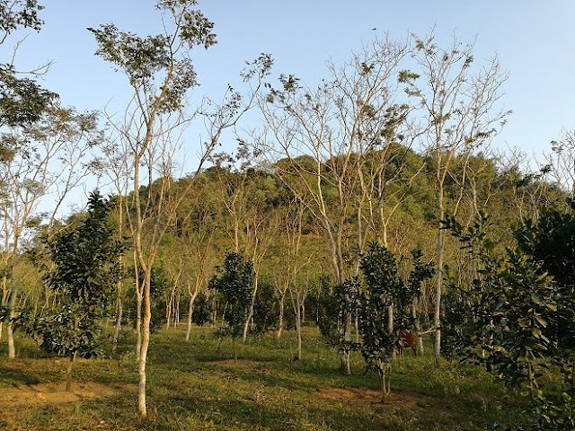 Vườn sưa hơn 2.000 cây của ông Thắng dưới chân thung lũng ở Tuyên Quang