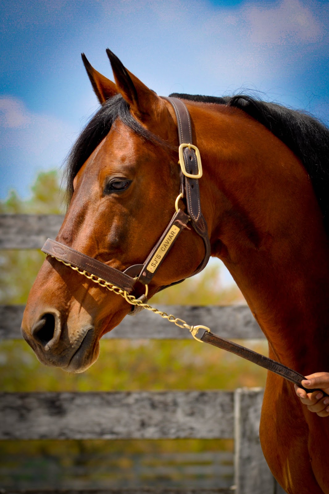 . Sarafina Photography Standardbred Horses at Hanover Shoe Farms