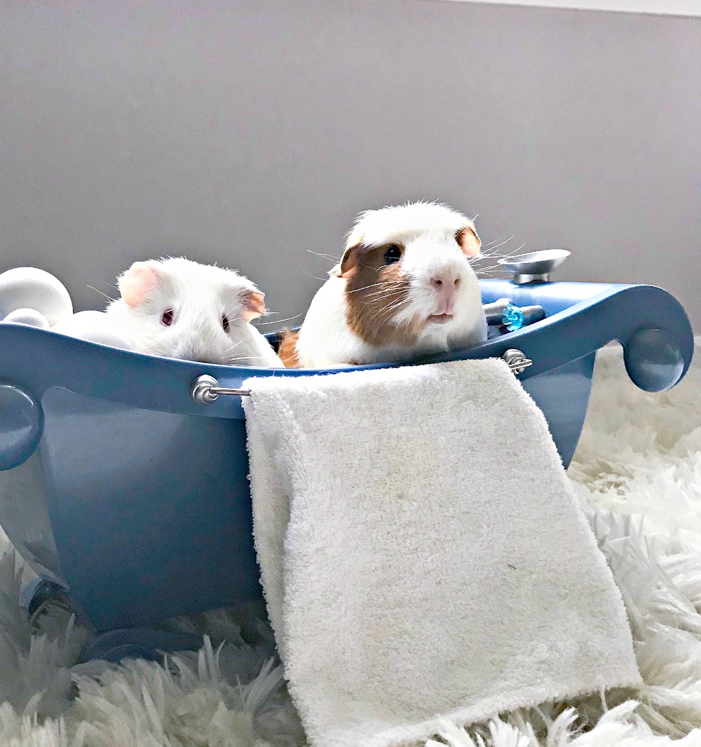 5 Reasons Why Guinea Pigs Make a Great First Pet