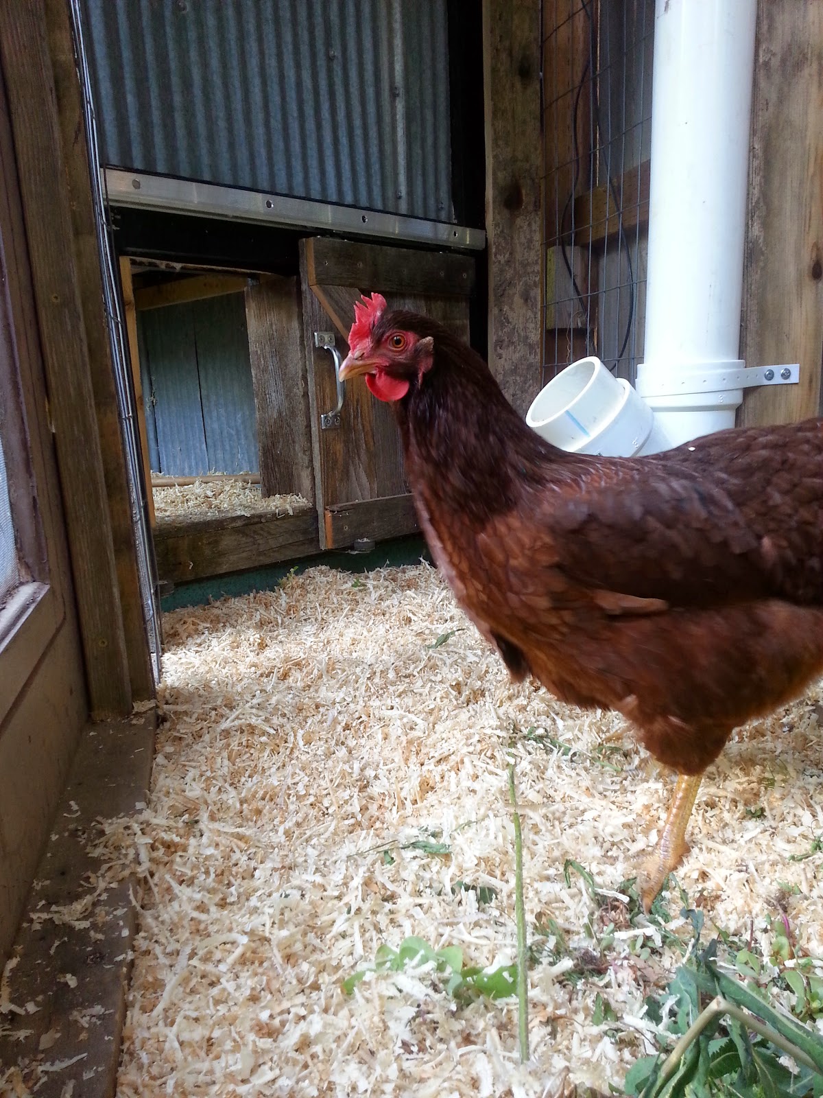 Montana Wildlife Gardener Chickens