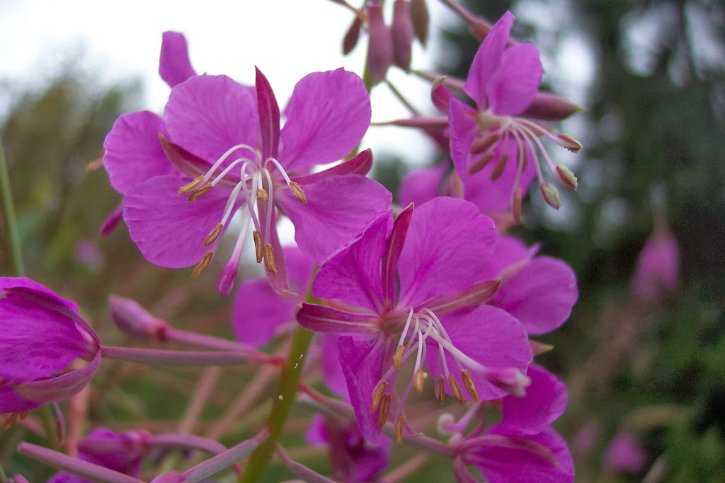 Species of UK: Week 34: Rosebay Willowherb (‘Chamerion angustifolium’)