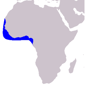 Atlantik kambur yunusu doğal yaşam alanı haritası