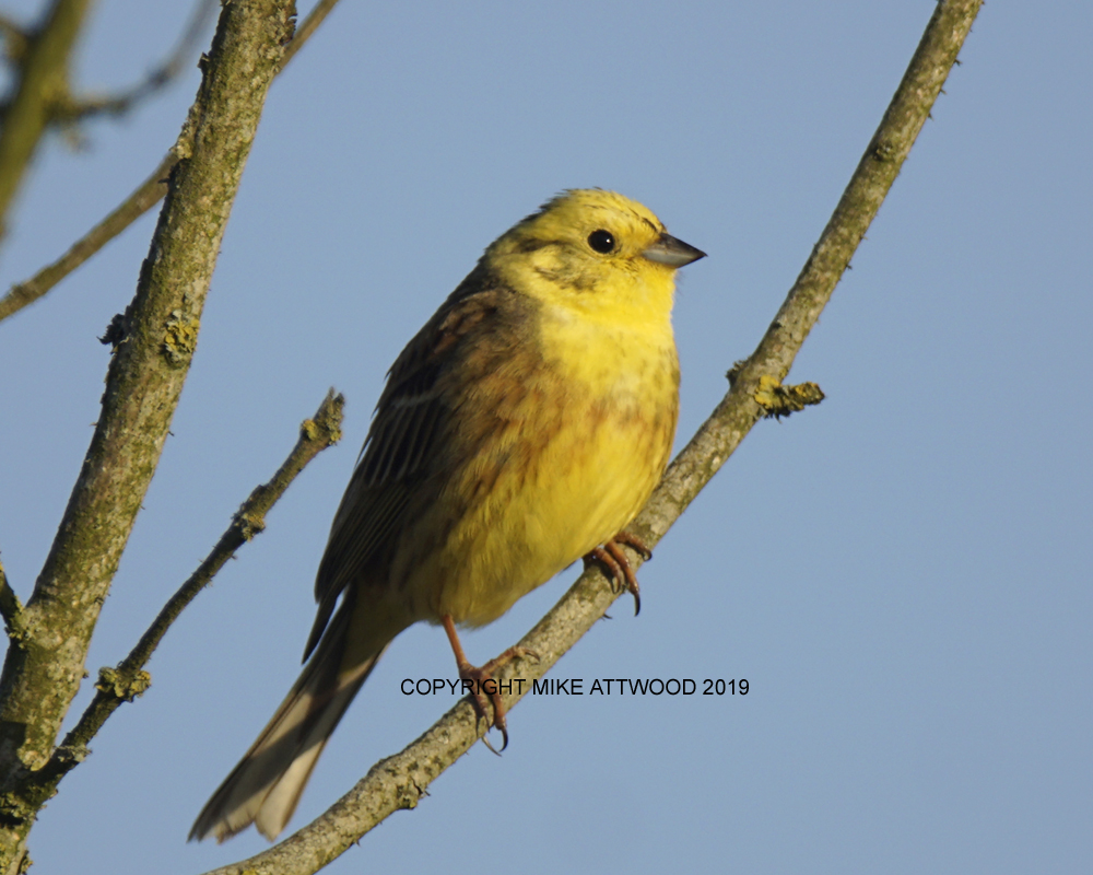 MIKE ATTWOOD LRPS Yellow hammer