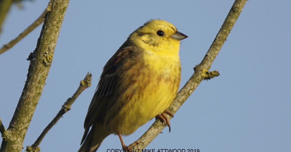 MIKE ATTWOOD LRPS Yellow hammer