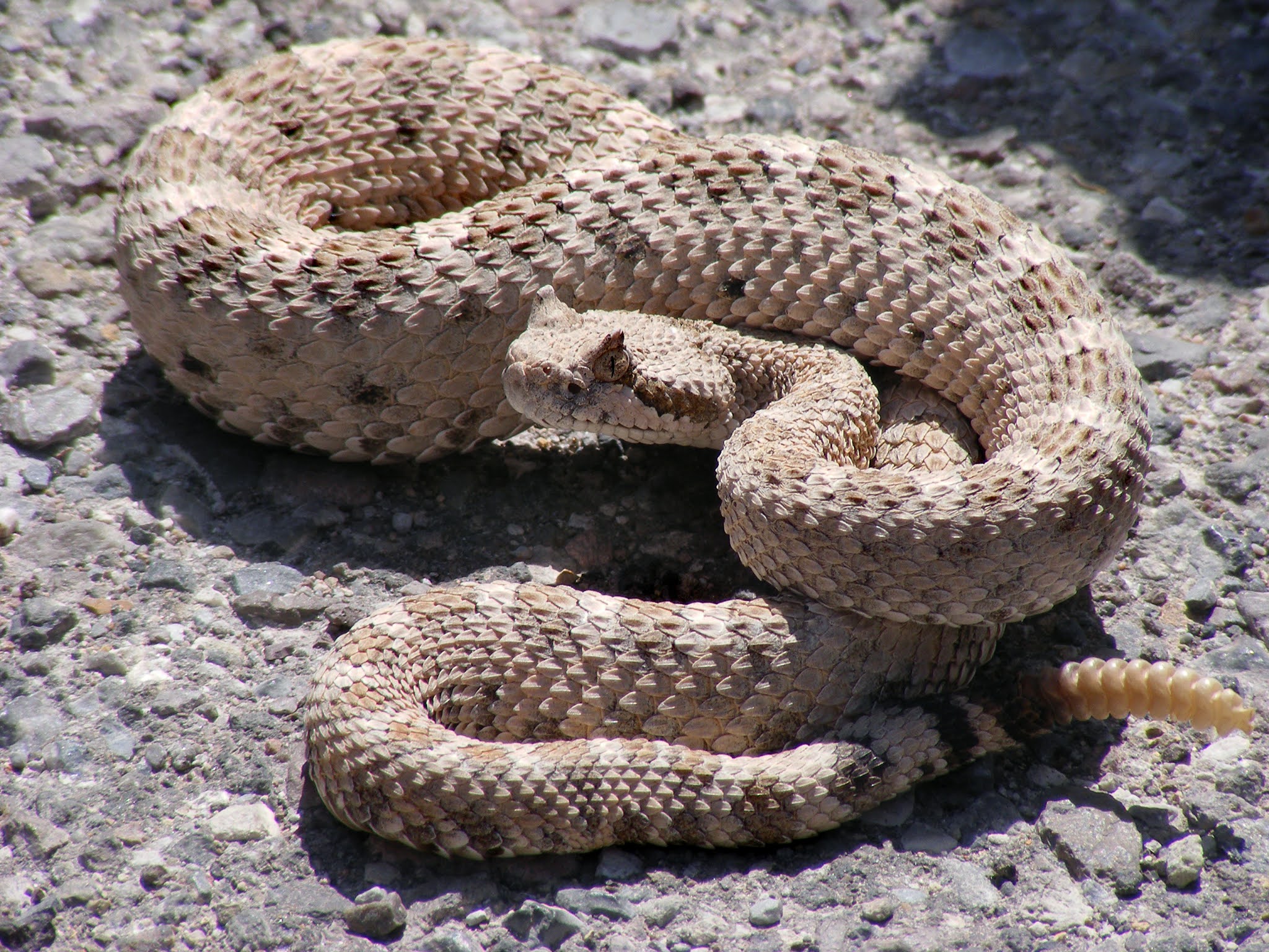Sidewinder (Crotalus cerastes) The horned rattlesnake facts