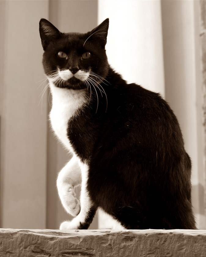 Белые усы у кошек. Черный кот с белыми усами. Черно белый кот с усами. Черно белая кошка. Черные коты с белыми усами