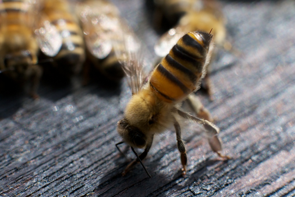 communication system of bees