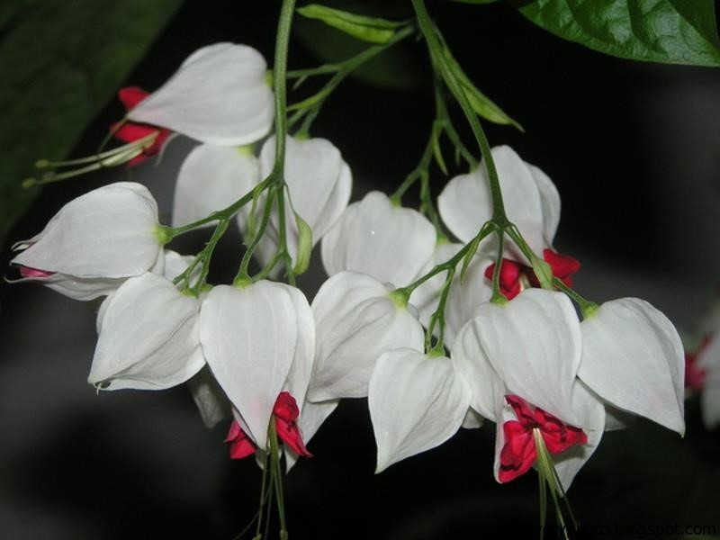 Белый цветок домашний название. Клеродендрум Томпсона. Цветок Томпсона клеродендрум. Клеродендрум филиппинский. КЛЕРОДЕНДРУМ%20 ТОМПСОНА.