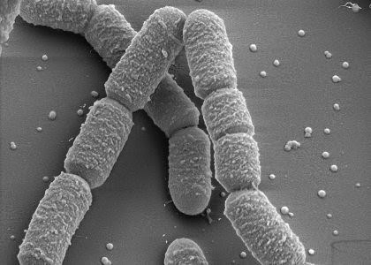 microbiology: Bacillus