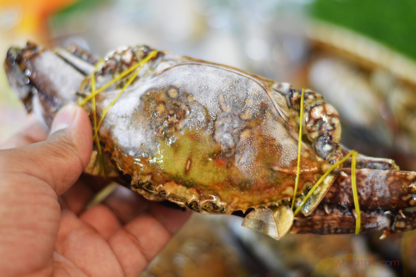 Nak Cari Produk Makanan Laut Premium Jom Seafood La Tempatnya | Blog
