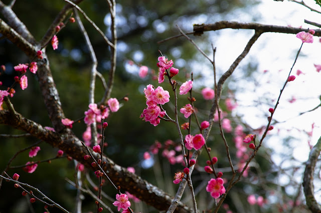 #photo #landscape #sigma #foveon #sdquattroh #japan #yamagata #tsuruoka  #写真 #風景写真 #山形帝國 #山形県 #鶴岡市