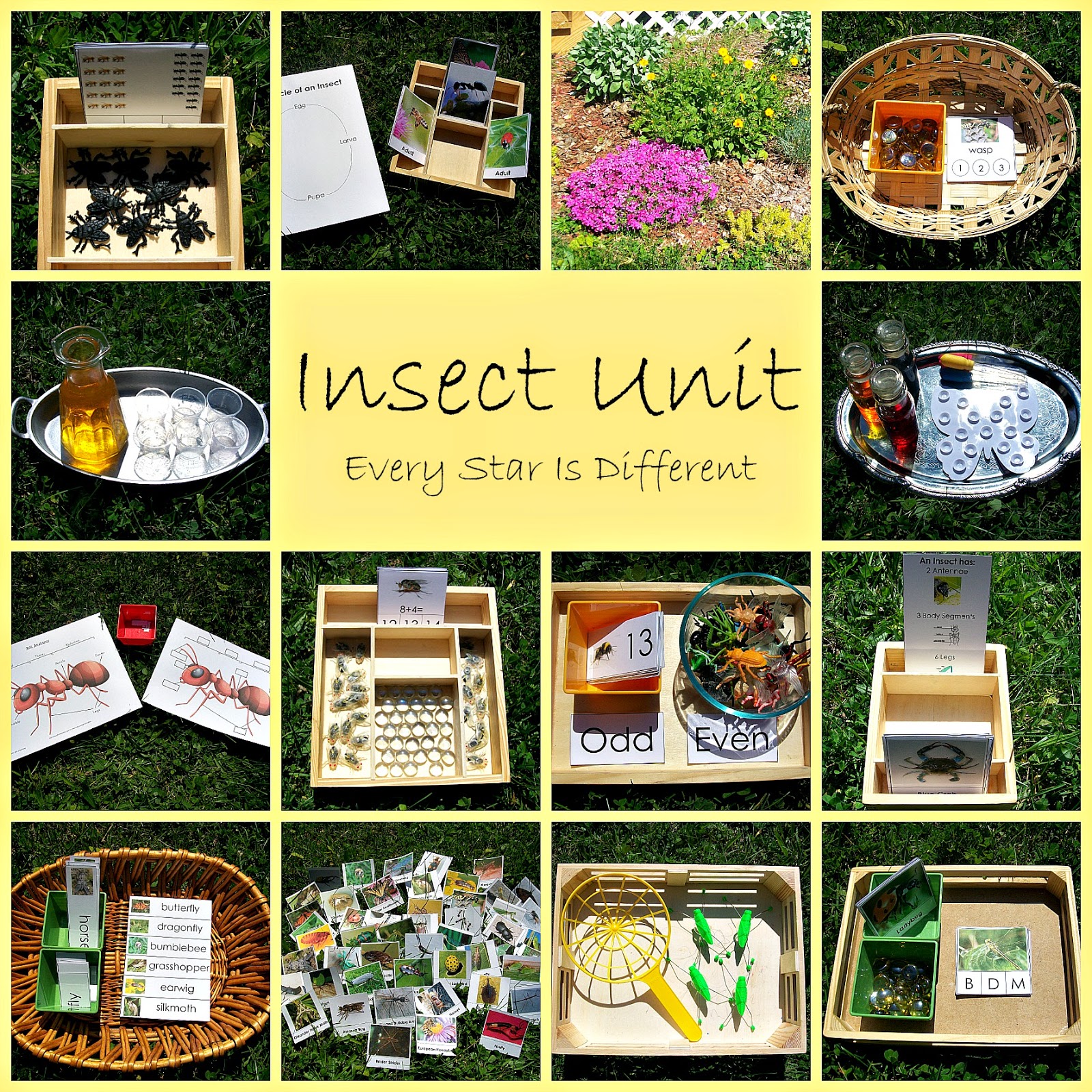 Insect Unit