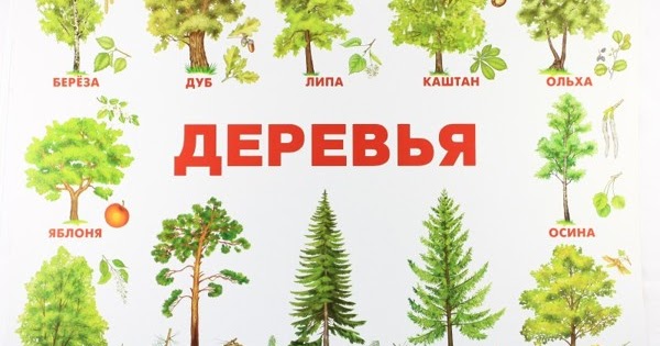 Фото Деревьев Для Детей Цветные Красивые Фото Деревьев Для Детей Цветные Красивые