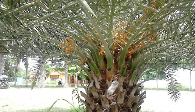 Kurma tropis, solusi perkebunan kurma di indonesia