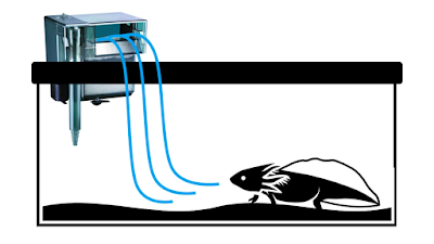 Water circulation for axolotl tank