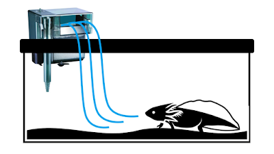  Axolotls are one of the messiest pets I How to Fix Cloudy Aquarium Water for Axolotls