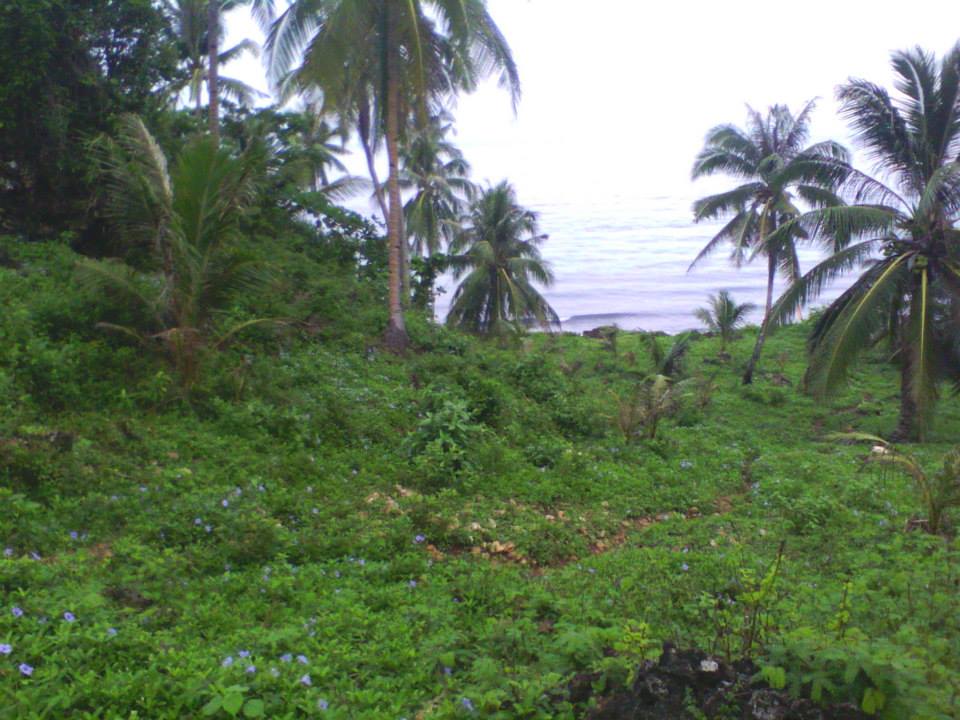 BOHOL PROPERTIES Anda Bohol Beach Lot For sale 09159618186