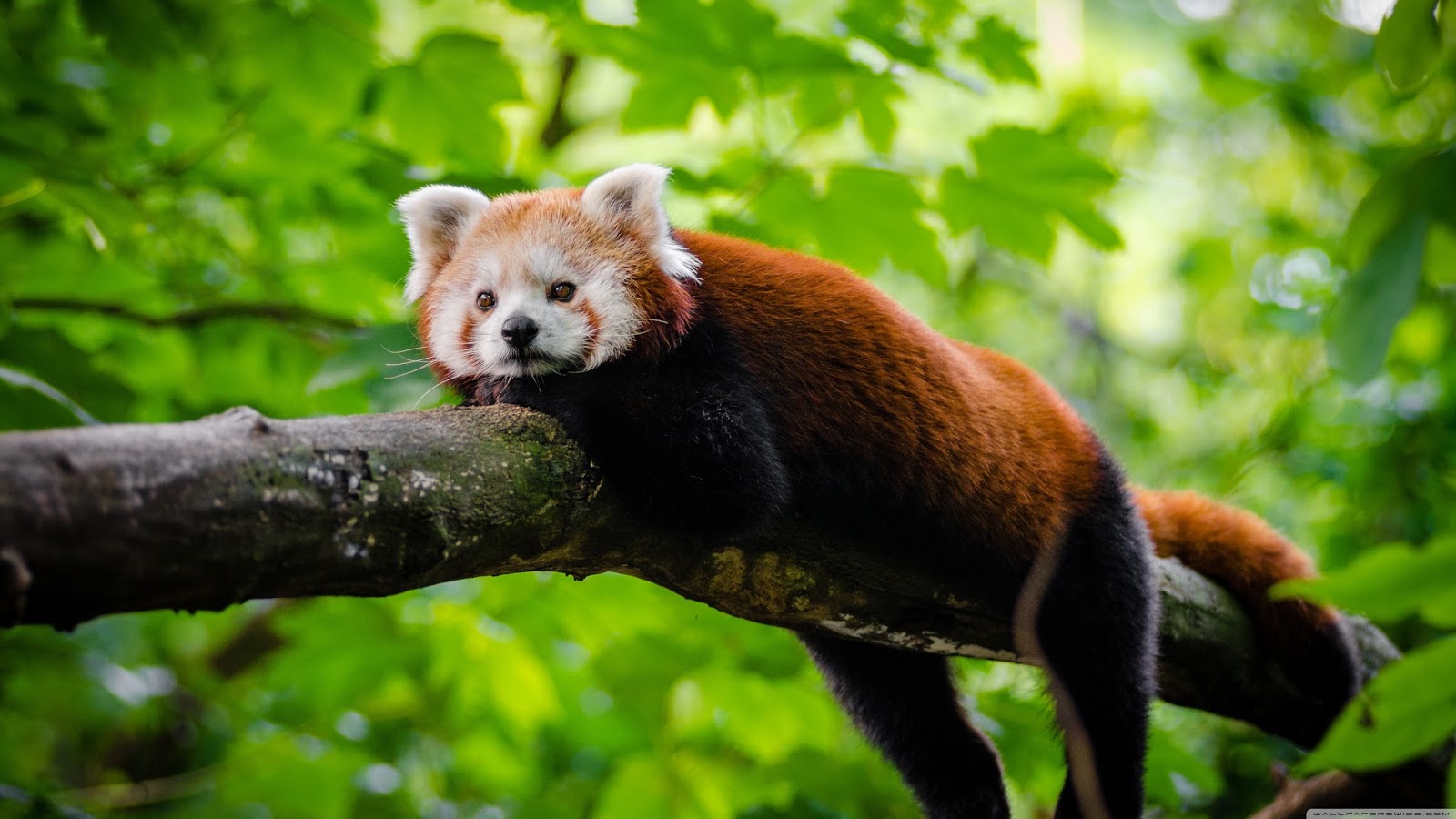 UHD Wallpapers and 4K Desktop Backgrounds Free Download Cute Red Panda