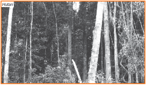 Sebutkan Usaha Usaha Untuk Menjaga Kelestarian Tumbuhan