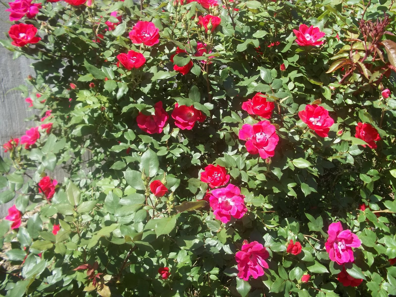 Gardener's Delight: Roses Roses Everywhere =)