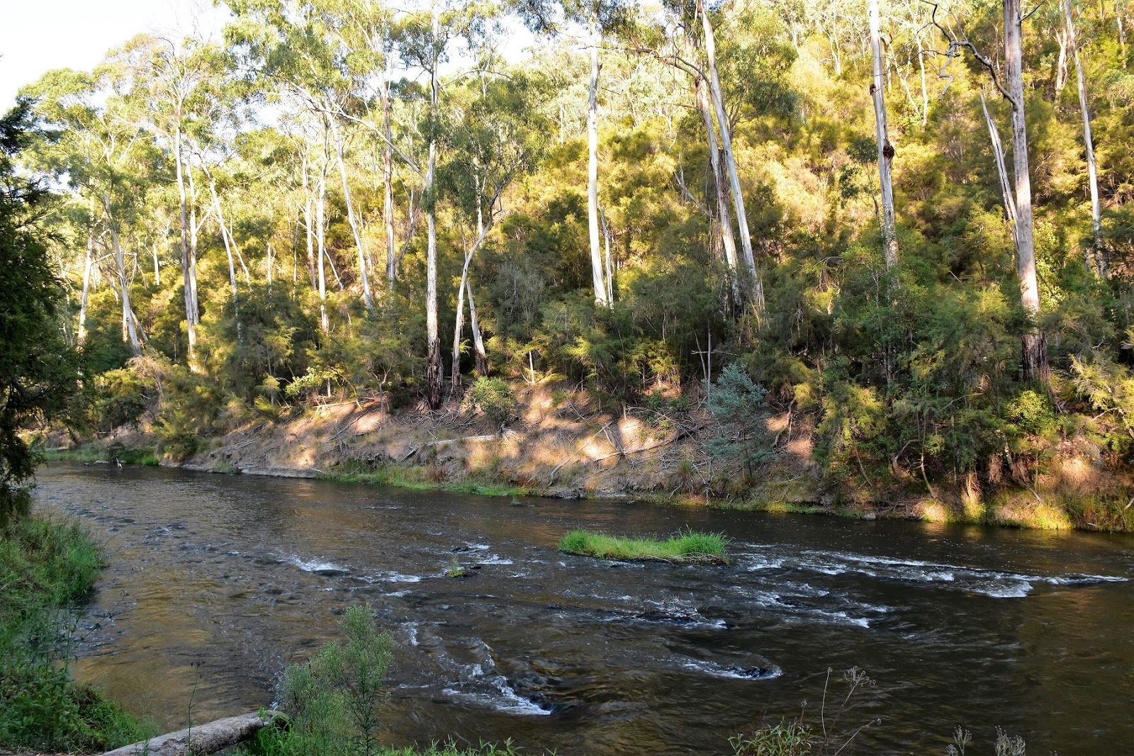 Goin' Feral One Day At A Time Pound Bend, Warrandyte State Park April 2019