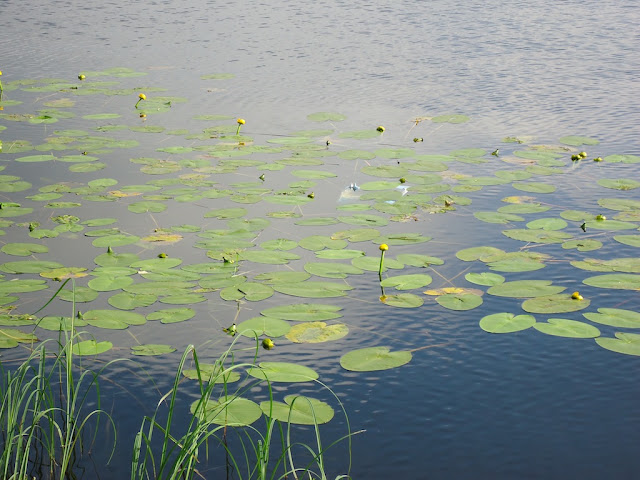 DSC02377.JPG
