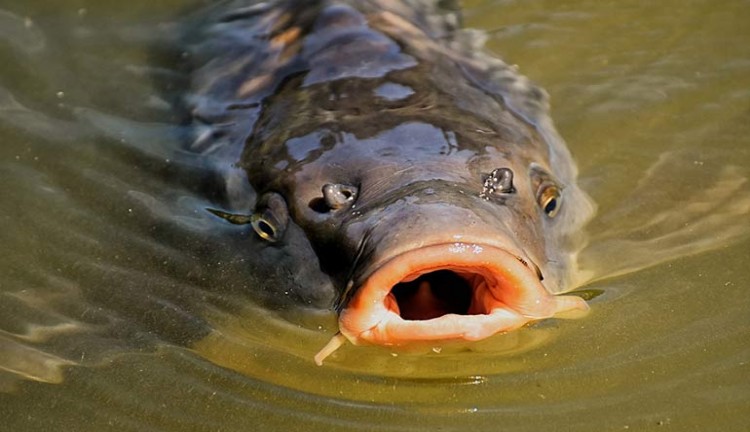 Umpan Mancing Ikan Mas Liar Dan Kolan ( Cara Membuatnya )