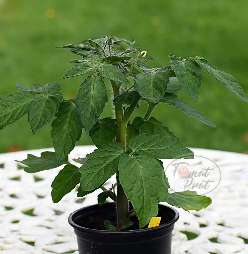 Helenes Tomater: Blaue Zimmertomate