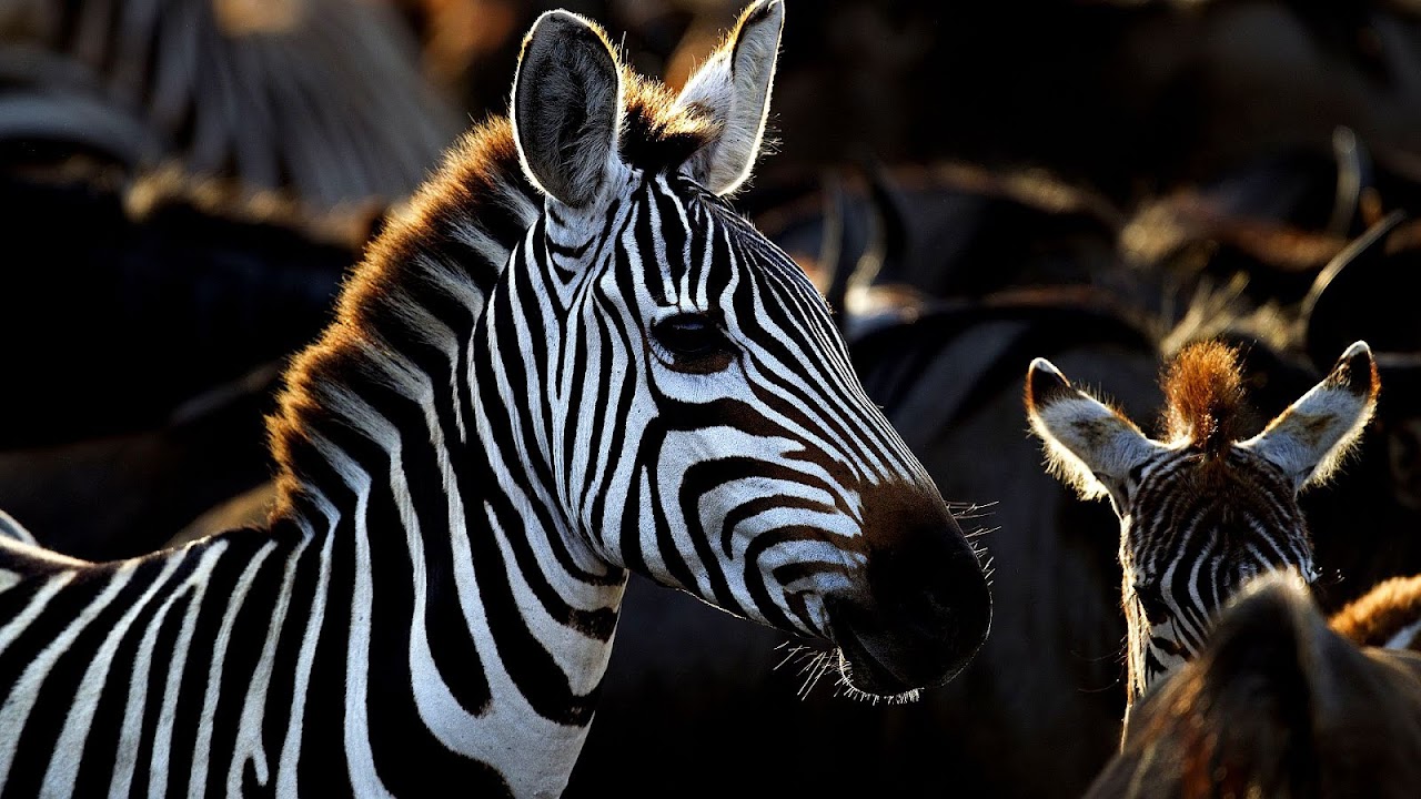 Babel Fish (website) - Fish Choices