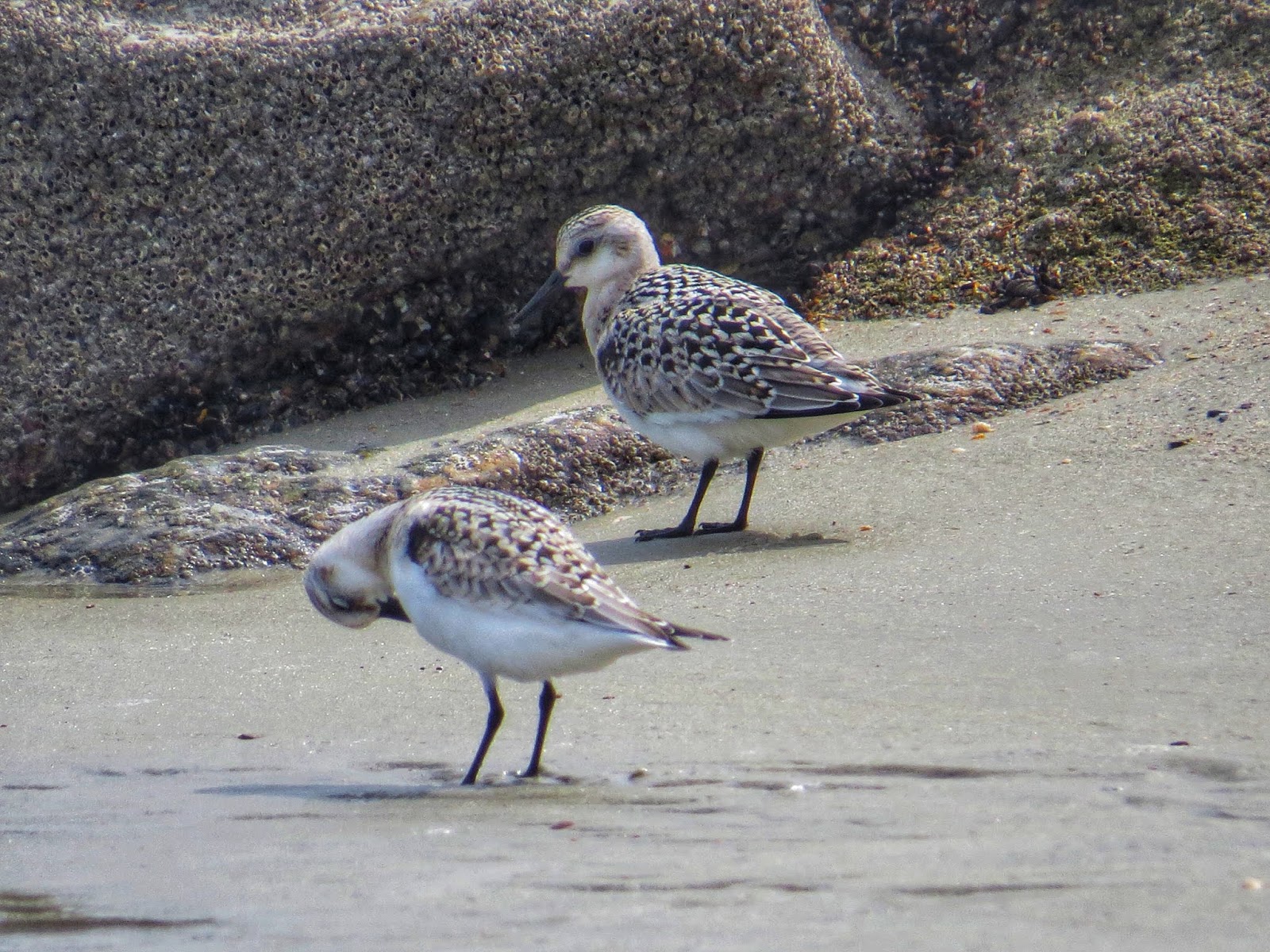 BirdsEyeViews Sanderlings on Sands of Edisto Beach