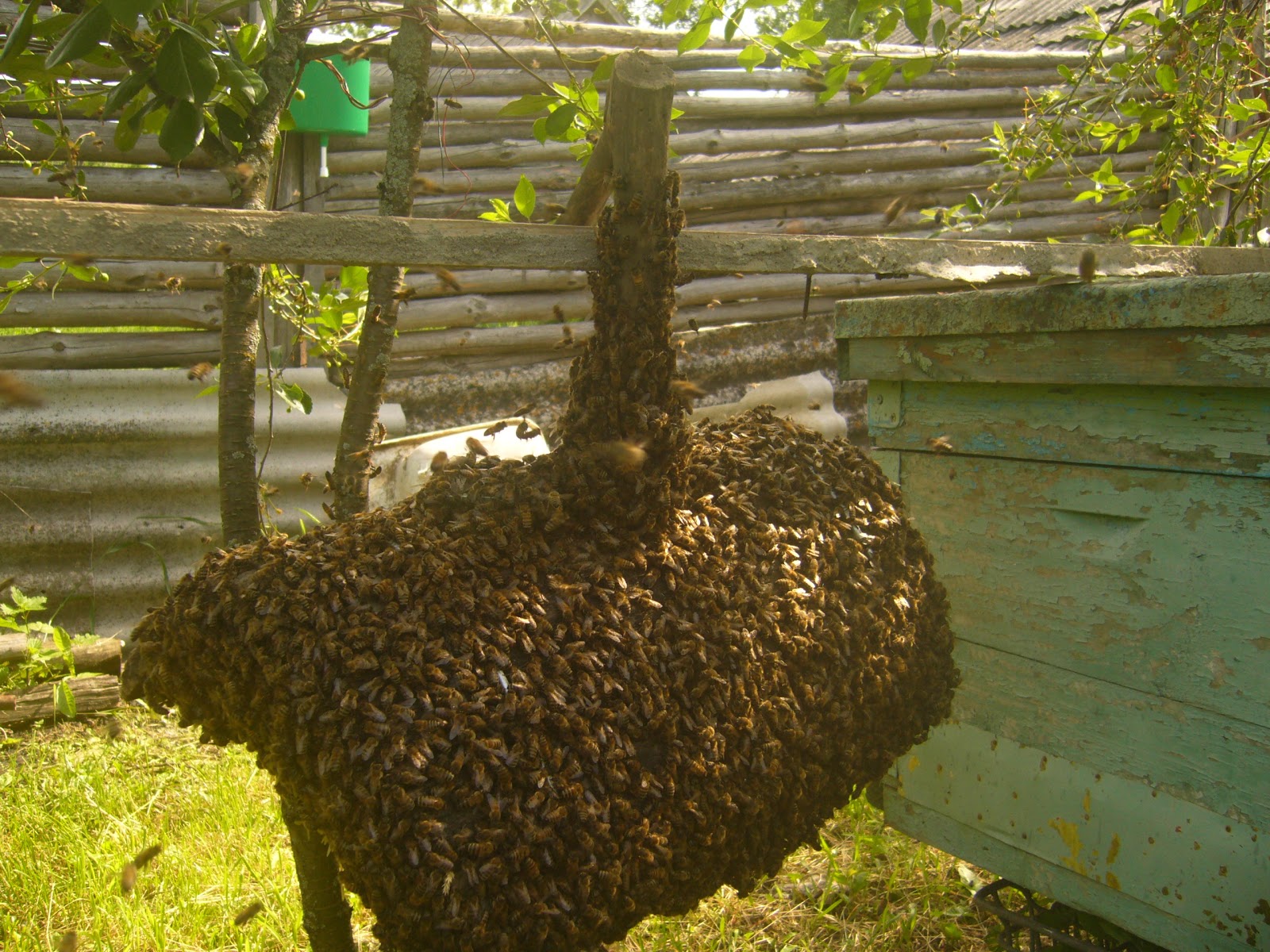 Пчелиная семья. Рой пчел. Пчелиная семья фото. Рой пчёл члены пчелиной семьи.