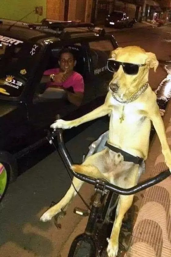 Las imágenes divertidas con animales son muy comunes. Perro con look de motociclista.