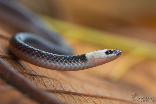 Enuliophis sclateri - Colombian Longtail Snake