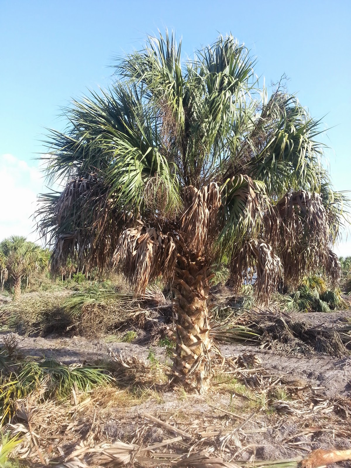 A Quality Plant Wholesale Palms of Florida Sabal Palms