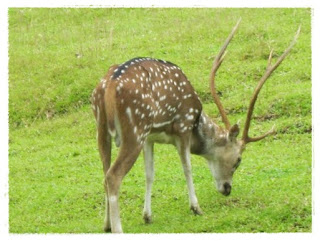 Gambar Rusa Hutan | Dunia Binatang