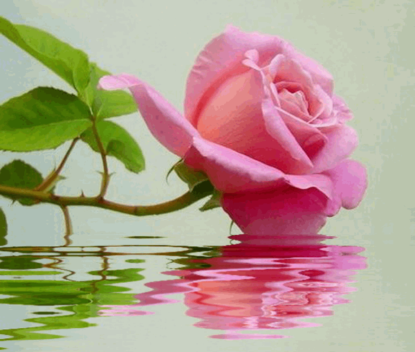 Evidências Em Dobro Rosas com gifs gifs d'rosealves,