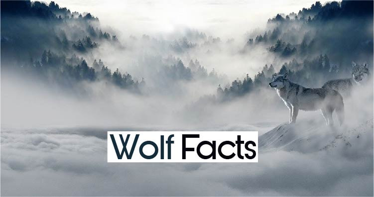 facts about wolf