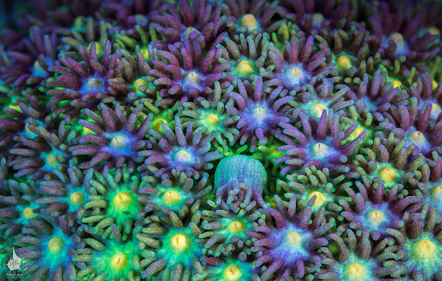 Макрофотографии кораллов Большого Барьерного рифа