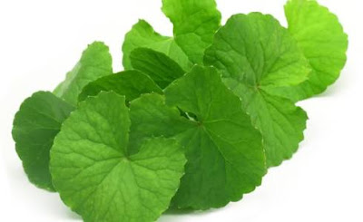 Daun Pegagan Daun Pegagan