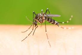 Phun muỗi tại quận Long Biên