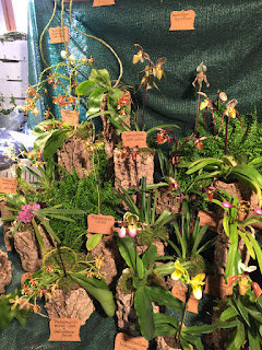 , Mostre primaverili: Horti di Veio e Monteporzio catone 2017, diarid'orchidee