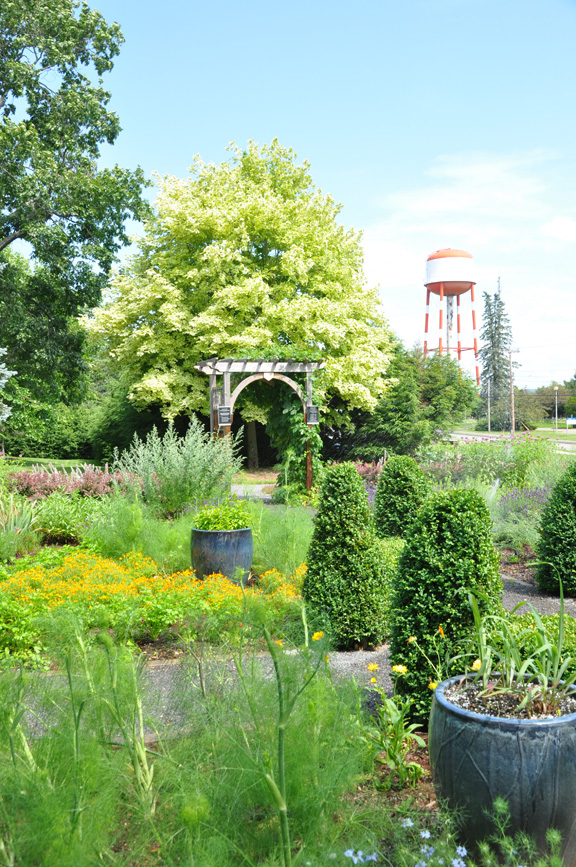 Three Dogs in a Garden Creating An Ornamental Herb Garden