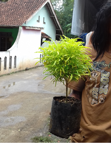 Manfaat Tanaman Bunga Brokoli Kuning Info Lif Co Id