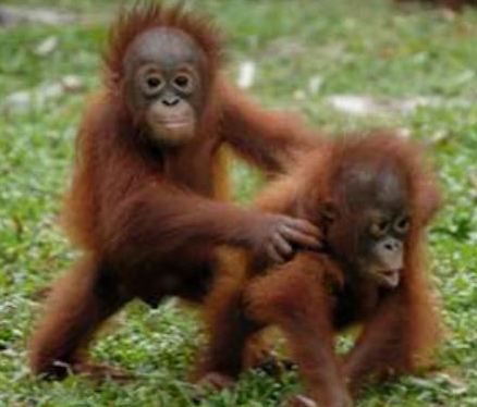 Orangutan Kalimantan Hewan Primata Dilindungi  Animals Box