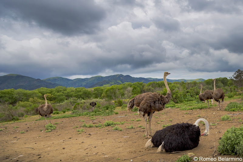 OstrichLand USA Buellton California Weekend Getaway