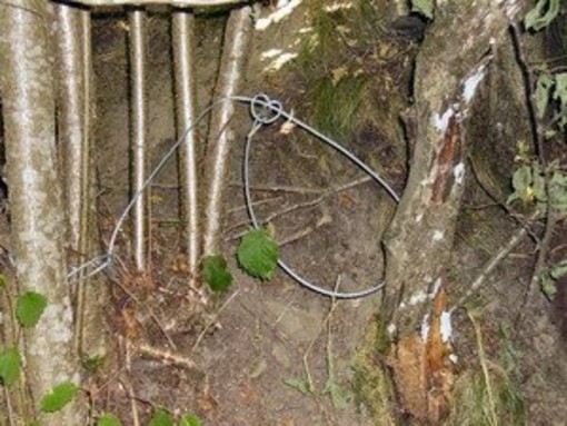 nodo per laccio cinghiale
