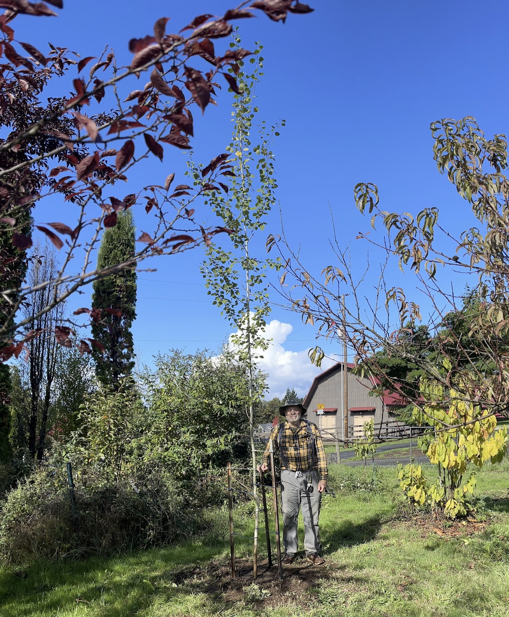 Aspen tree