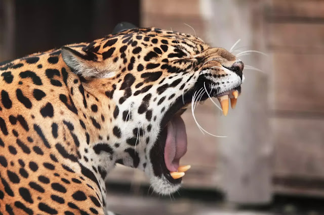 Fakta Jaguar yang Menarik