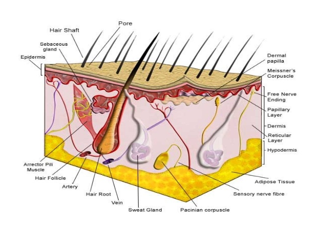 12 Sistem Anatomi Tubuh Manusia, Fungsi dan Penjelasan